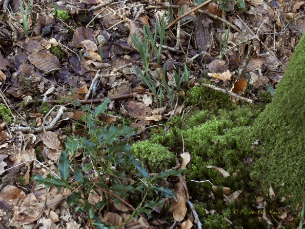 Bois des Moutiers (41) mars 2012